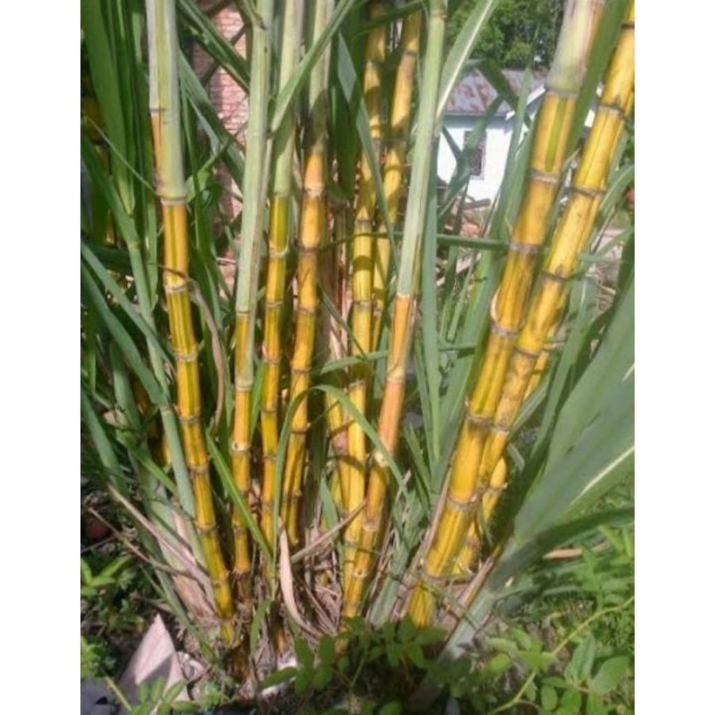 bibit stek Tebu Kuning Manis Segar 1kg, Siap untuk Dikonsumsi atau Dijadikan Bibit - Tebu Kuning Man