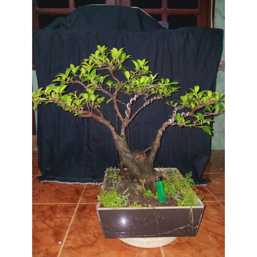 Bonsai kimeng medium siap pajang, real pict