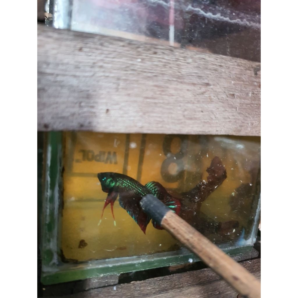 wild Betta imbellis lokal