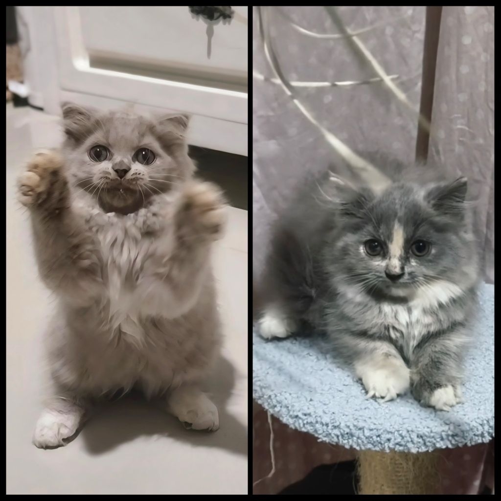 Munchkin NS Gaelic BLH Betina