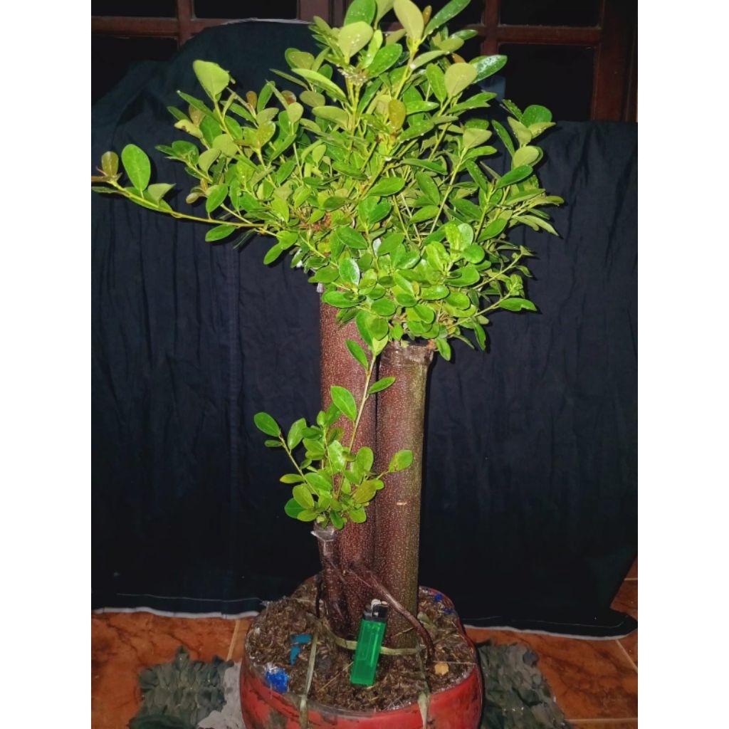 bonsai taman dolar mangkok pucuk merah, real pict