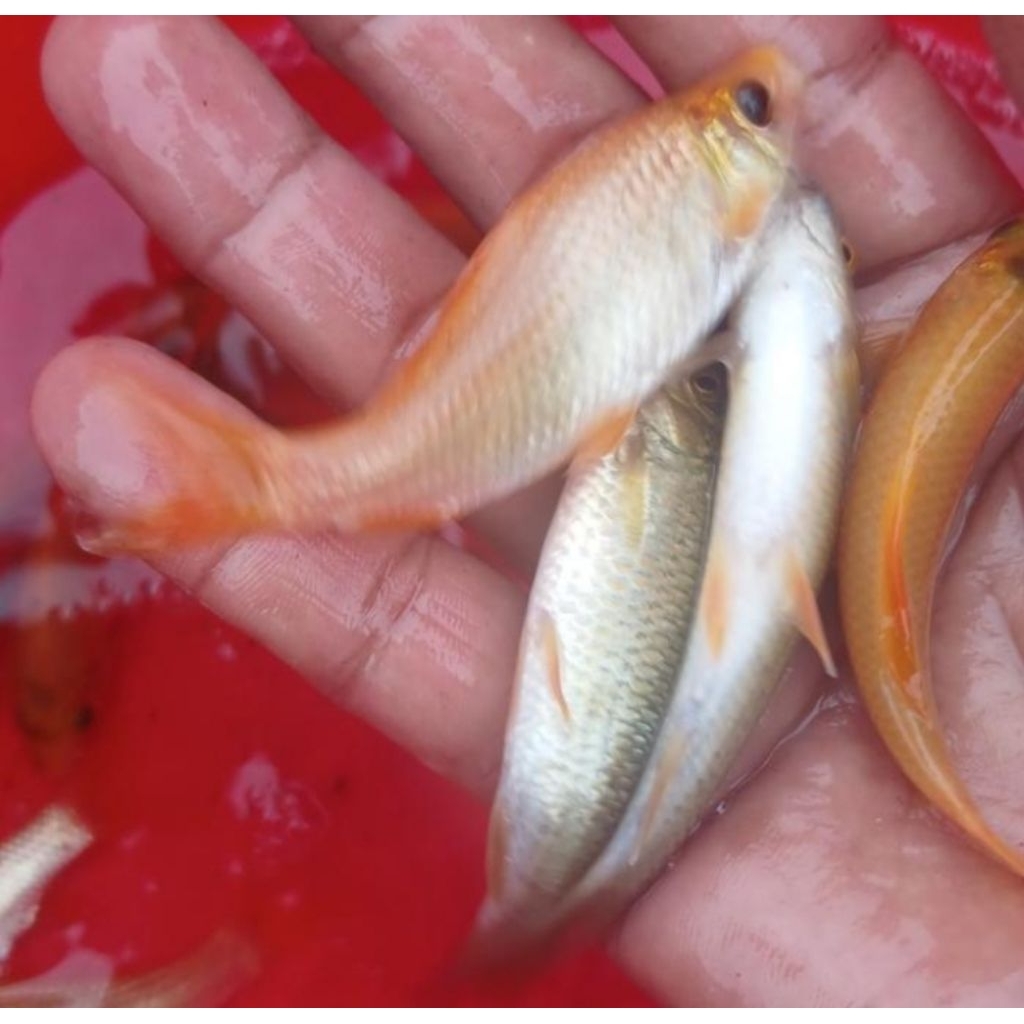 Paket ikan nilam untuk terapi kesehatan (isi 50 ekor)