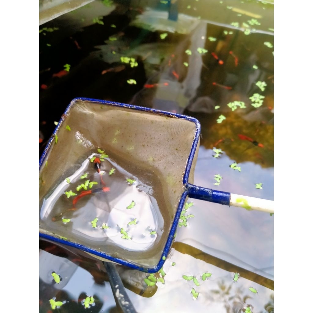 Guppy PRT KOI