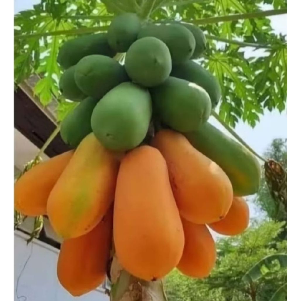 2 Bibit Pepaya RED LADY Thailand, PREMIUM Super genjah, pendek cepat berbuah