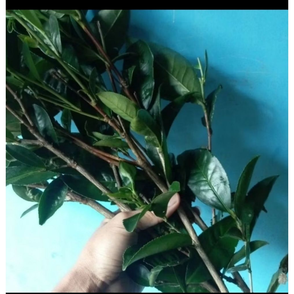 setek batang teh hijau 7 pohon bibit teh
