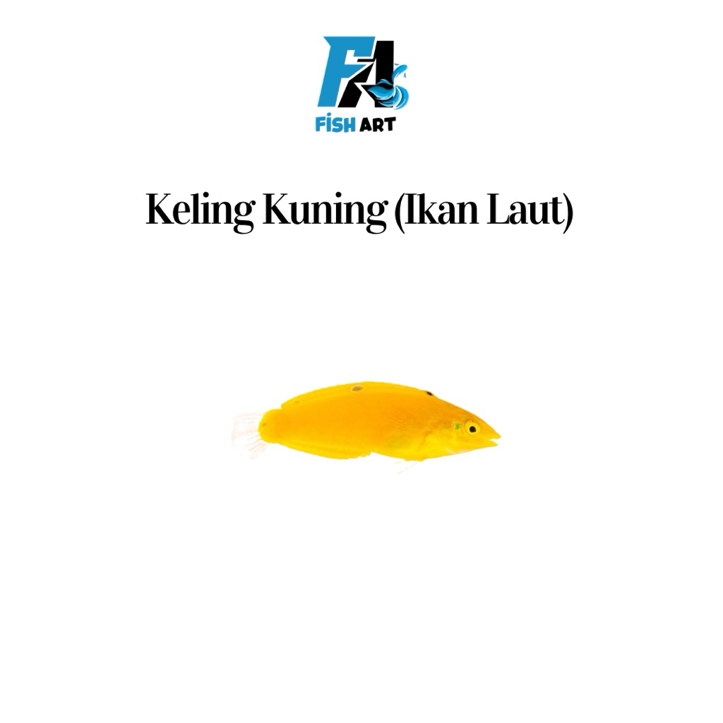 Ikan Laut Keling Kuning | Keling Emas | Keling Kenari