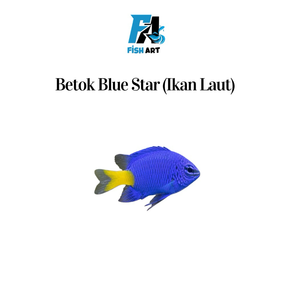 Ikan Laut Betok Blue Star | Betok Biru Bintang
