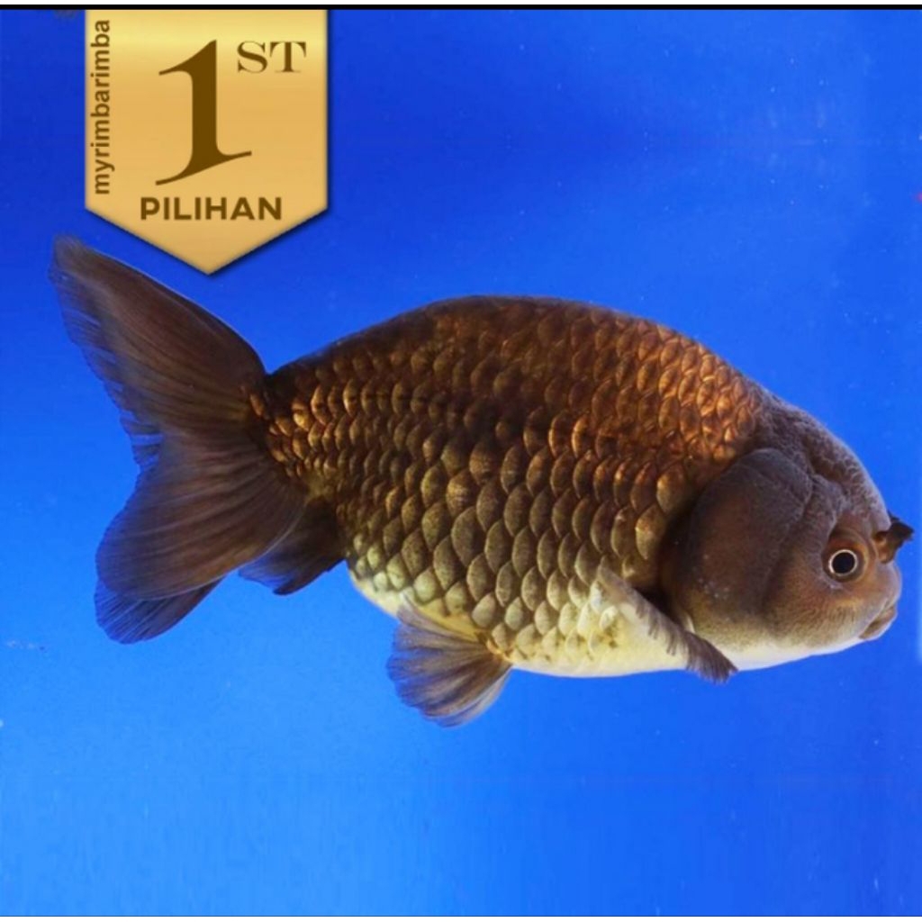 Koki Black Ranchu (L) Ikan Hias Aquascape Hiasan Aquarium Tanaman Air