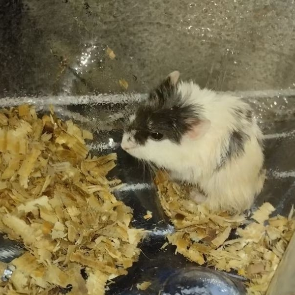 Hamster Panda jantan