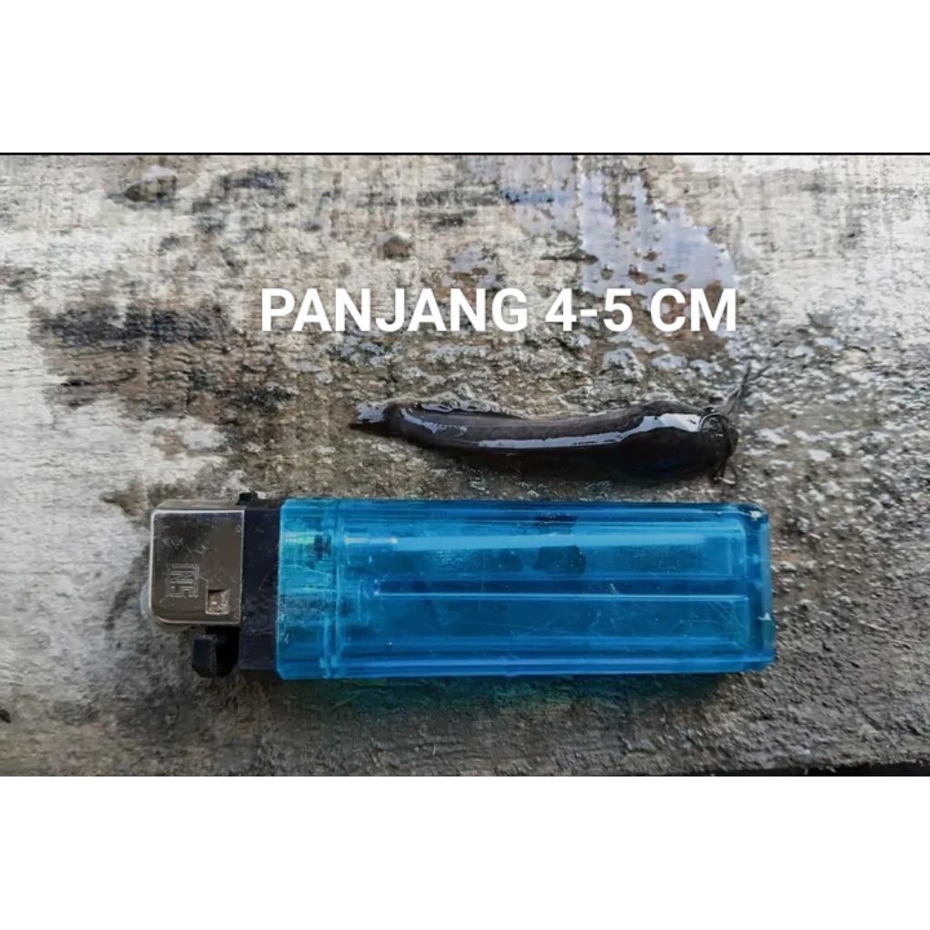 Bibit Lele Dumbo Panjang 4-5 cm (isi 45 ekor)