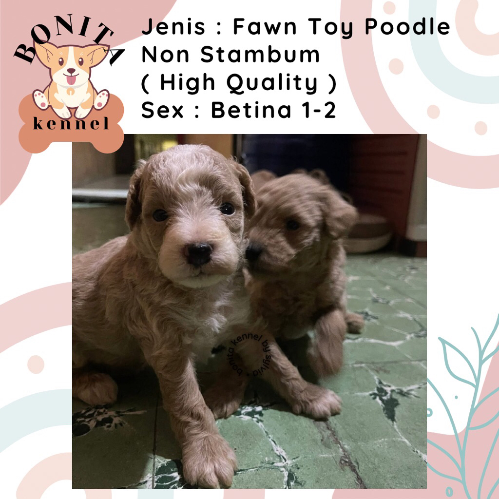 Fawn Toy Poodle Non Stambum Anjing Poodle Jantan Betina Particolor
