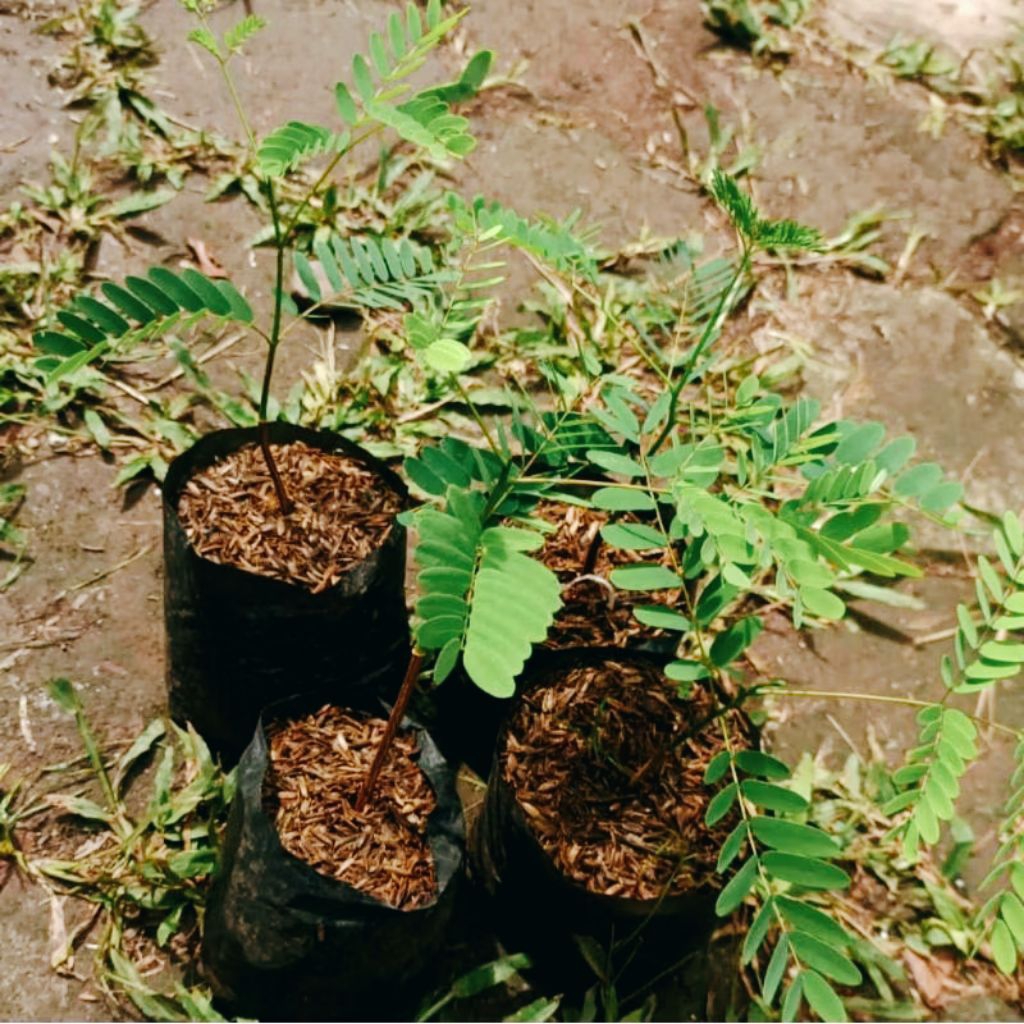 Bibit Tanaman Pakis Brazil/Bibit Pohon Solobium Pakis Brazil/Tanaman Hias Solobium/Tanaman Hias Paki