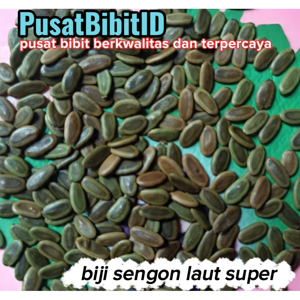 Biji sengon laut super 1000 biji