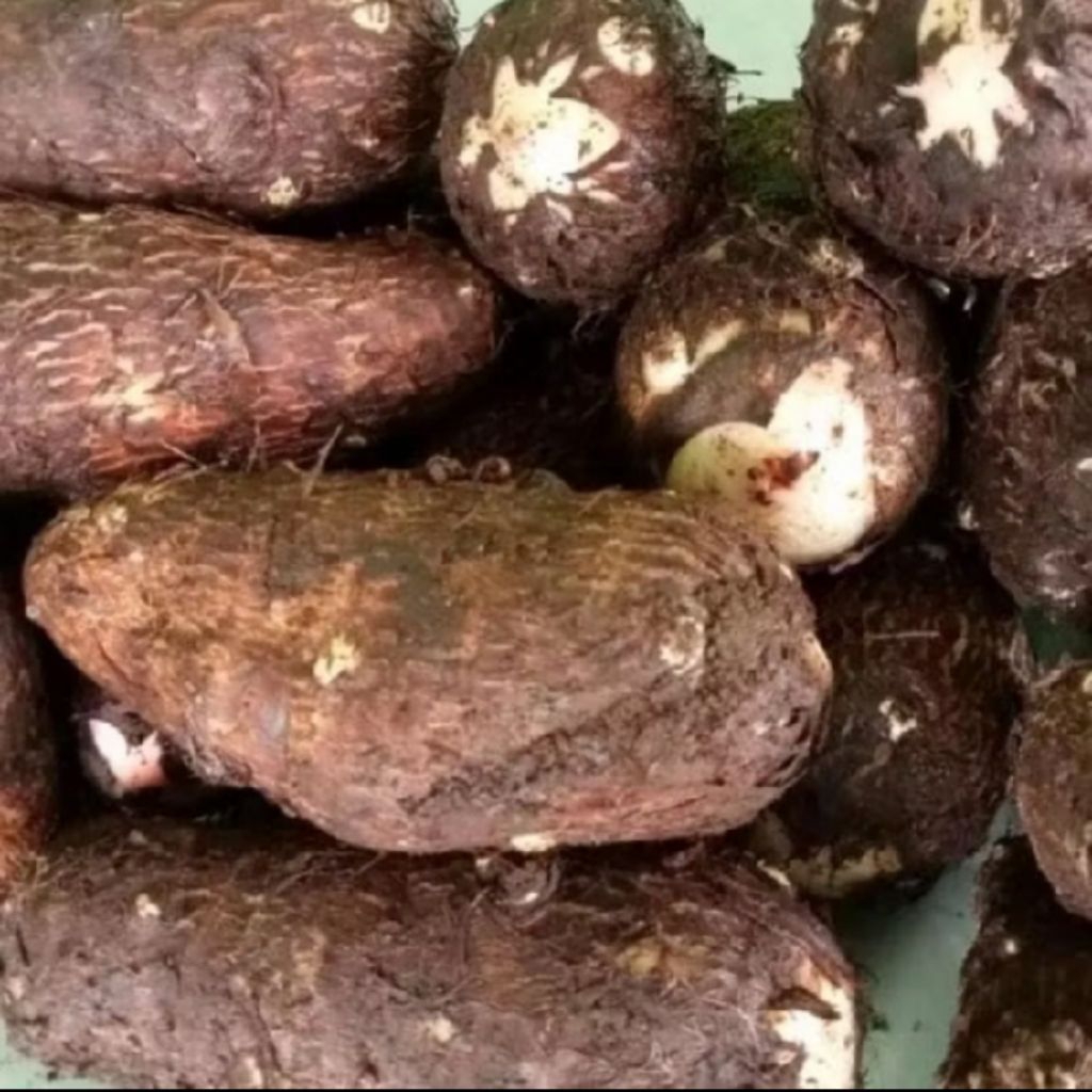 Talas Umbi Ketan Pulen Manis Nutrisi Tinggi baik buat kesehatan netto1kg