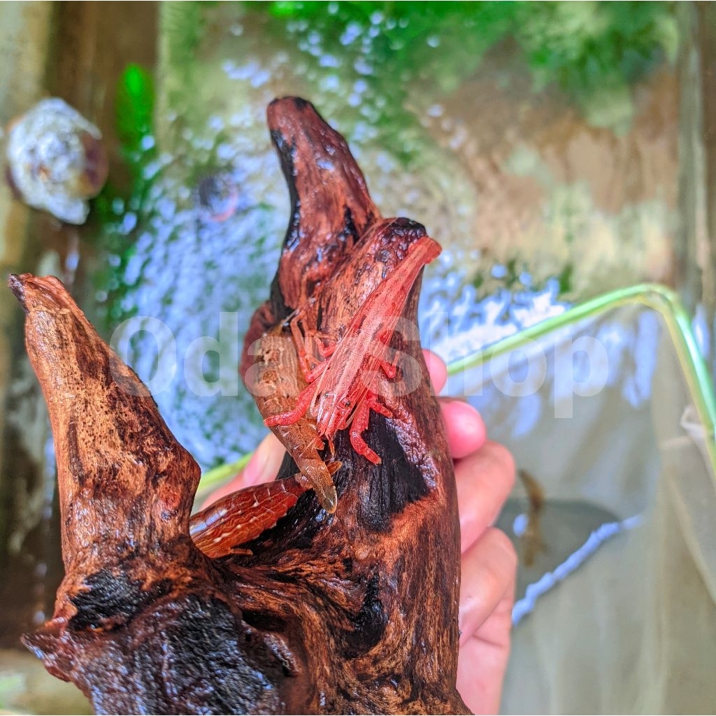 hiasan/dekorasi aquarium udang bambu/bamboo shrimp aquascape