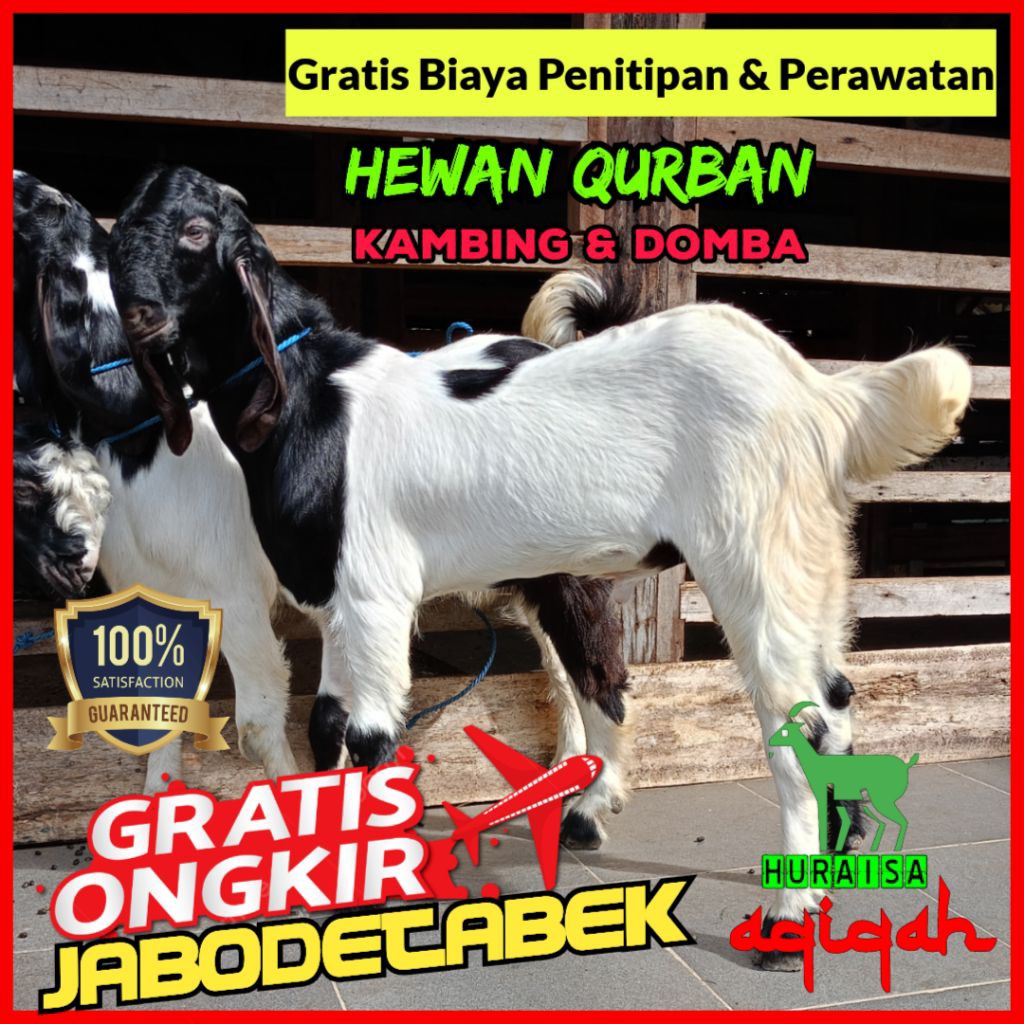 GRATIS ONGKIR Kambing Qurban / Kurban / kambing domba hidup / kambing aqiqah / domba aqiqah / akikah