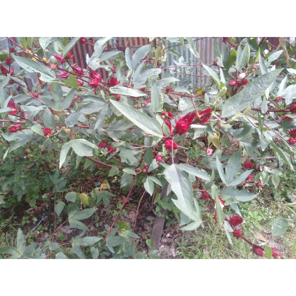Bunga Rosela Rosella / Asam kumbang merah segar