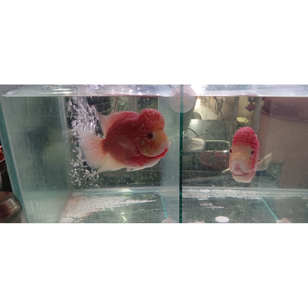 ikan Lohan GB (golden base) betina + aquarium lengkap semuanya