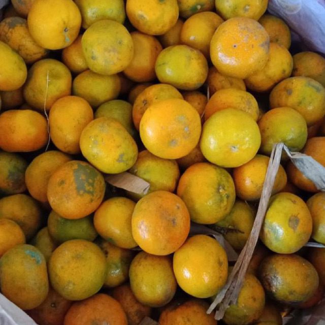 Jeruk Manis 1 Kg - Buah Fresh