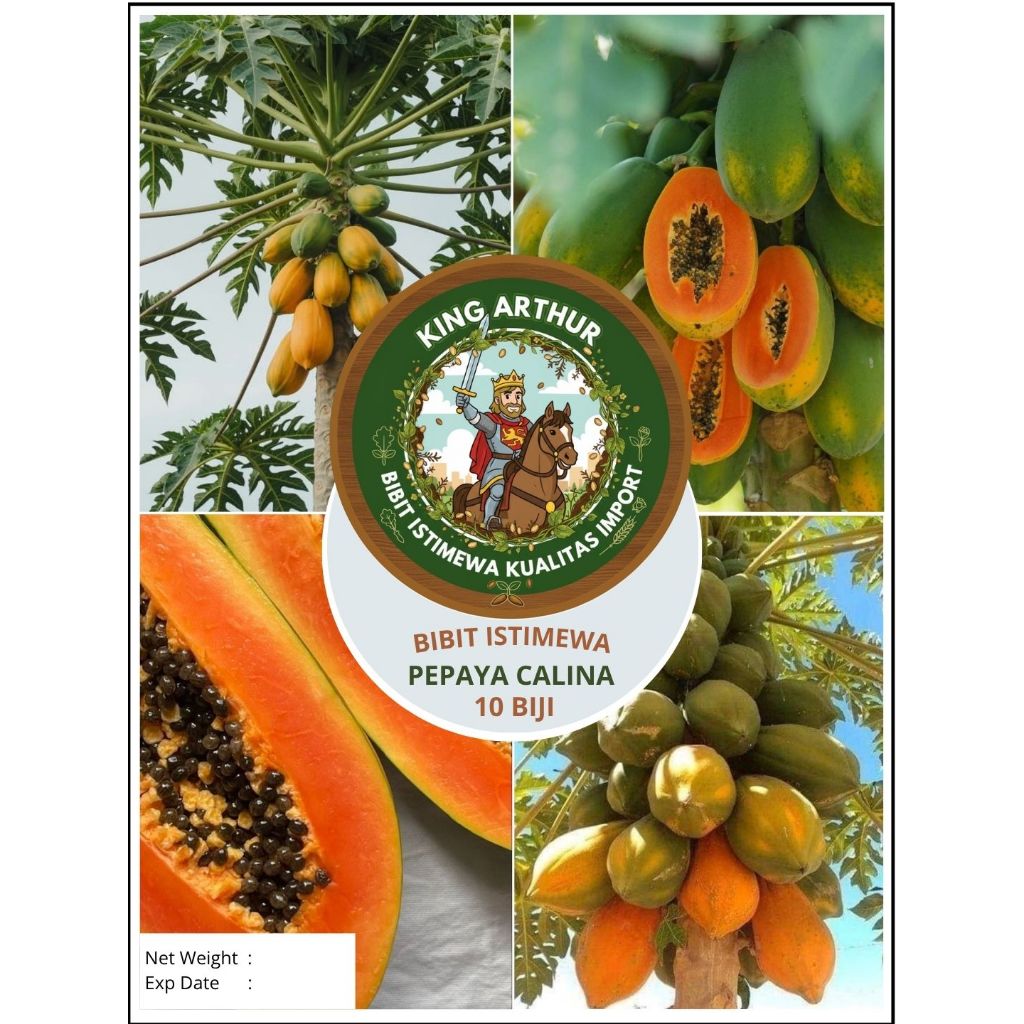 Bibit Istimewa Pepaya Calina | Biji Benih Pepaya Calina