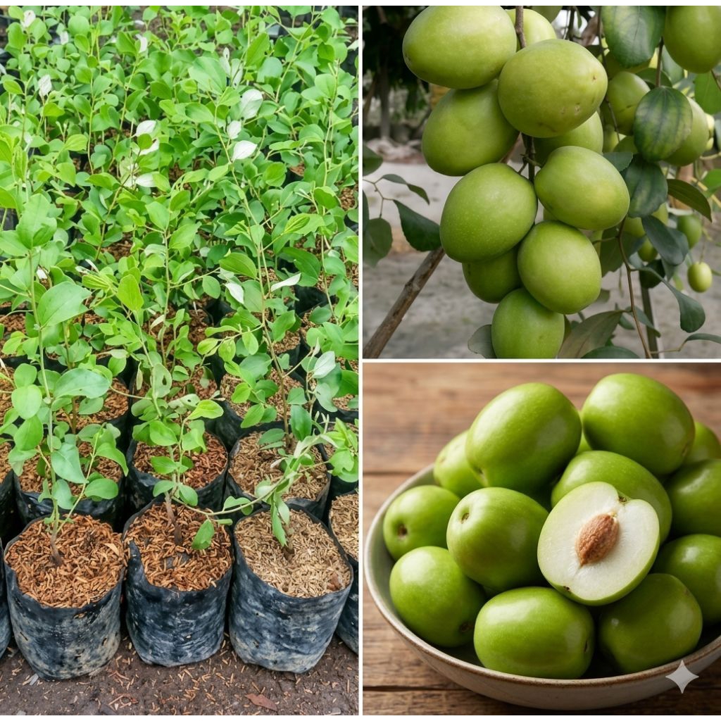 Bibit buah apel hijau kecil kecil 7 bulan berbuah lebat