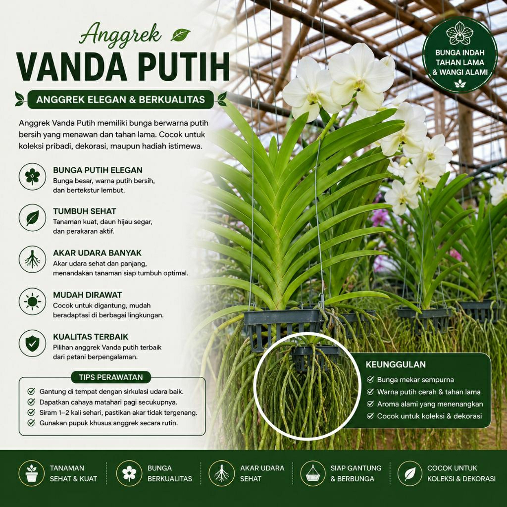 Anggrek Vanda Putih Anggrek Vanda Siap Berbunga