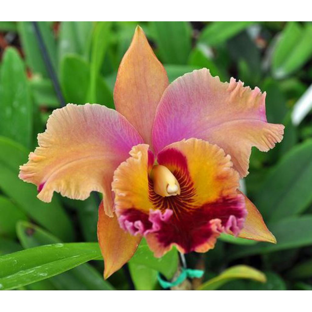 Anggrek Cattleya Hybrid Rainbow Sherbert/Bunga Tumpuk/Tanaman Hias Anggrek Cattleya