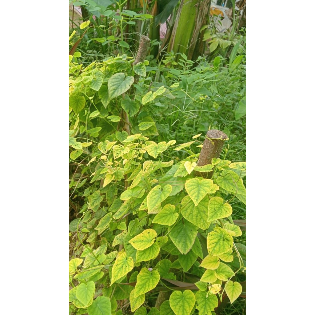 tanaman hias ageratum conyzoides