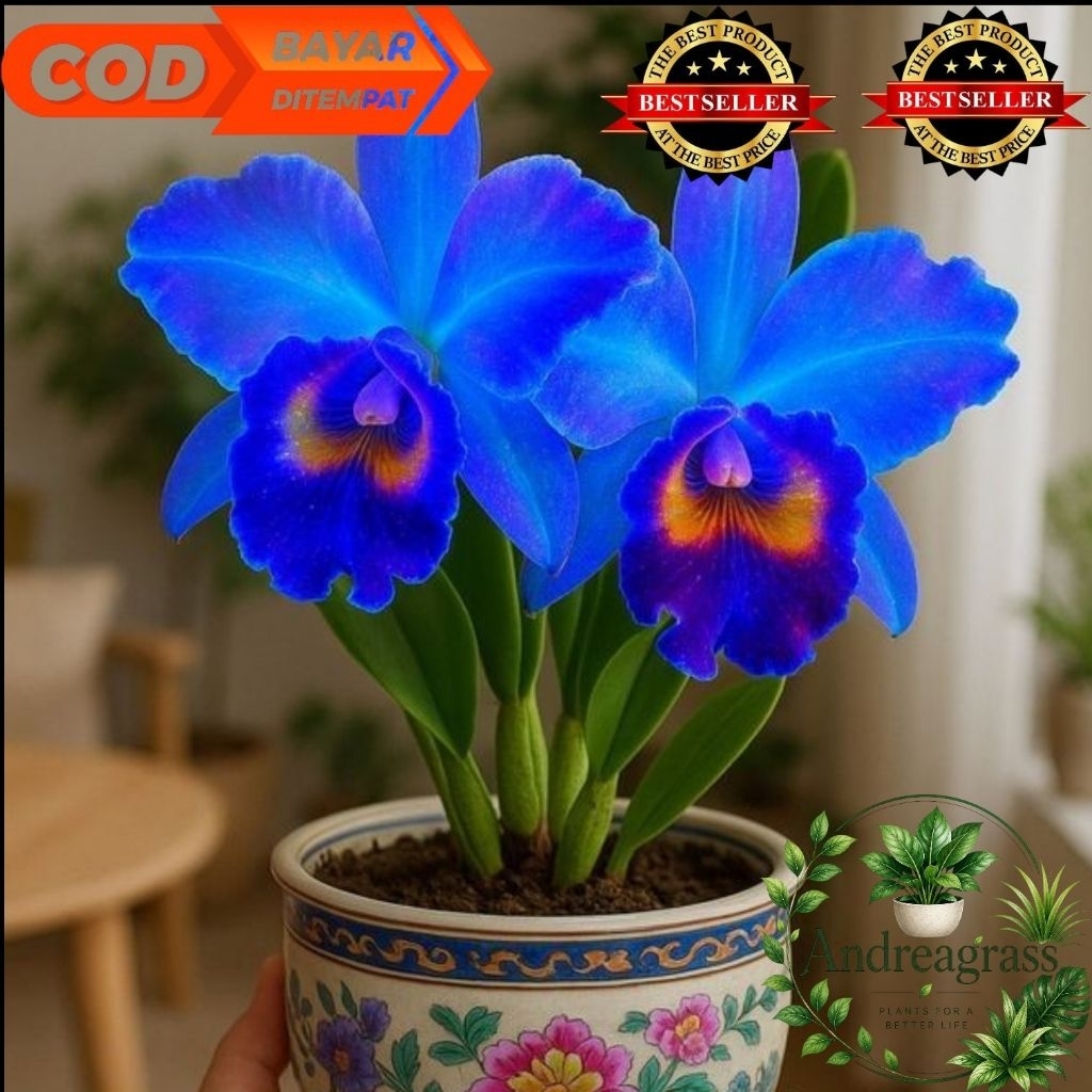(BISA COD) Tanaman hias anggrek dendrobium ID biru tua//bunga anggrek dendrobium - bunga hias