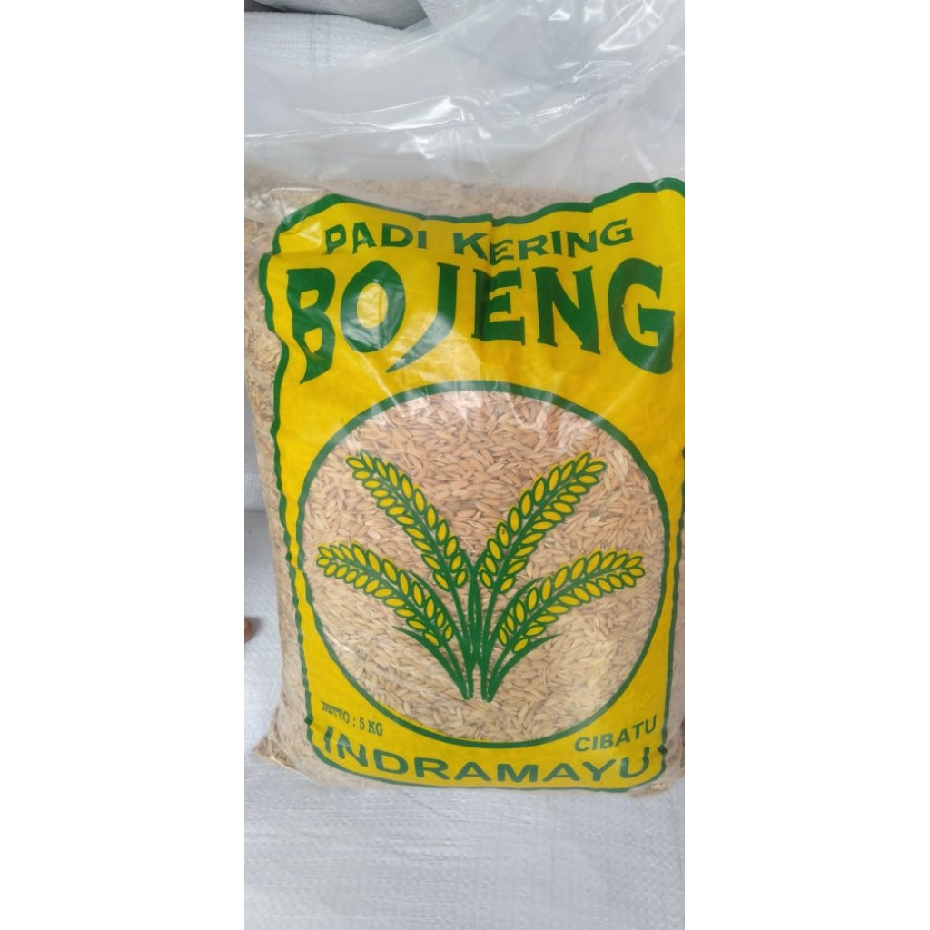 Benih padi  Bojeng