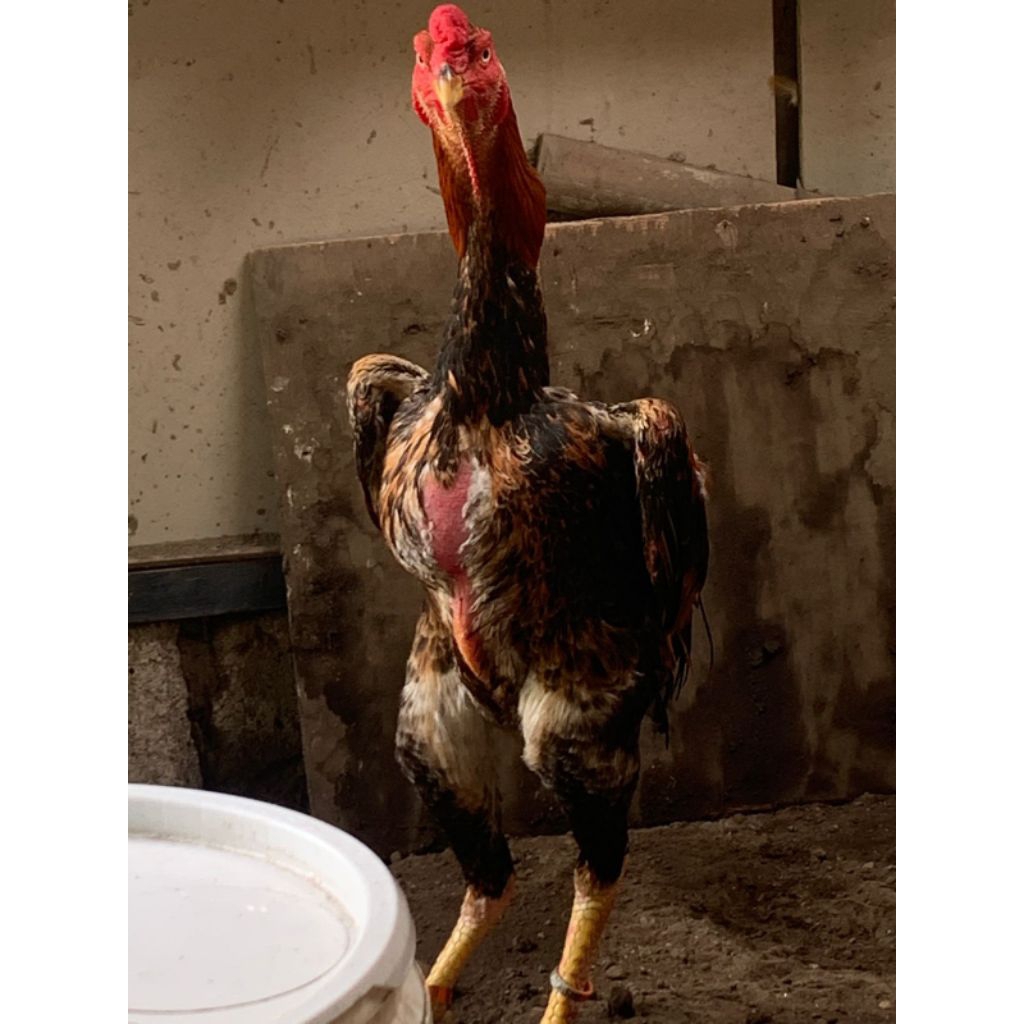 Ayam Shamo Pejantan 11 bulan