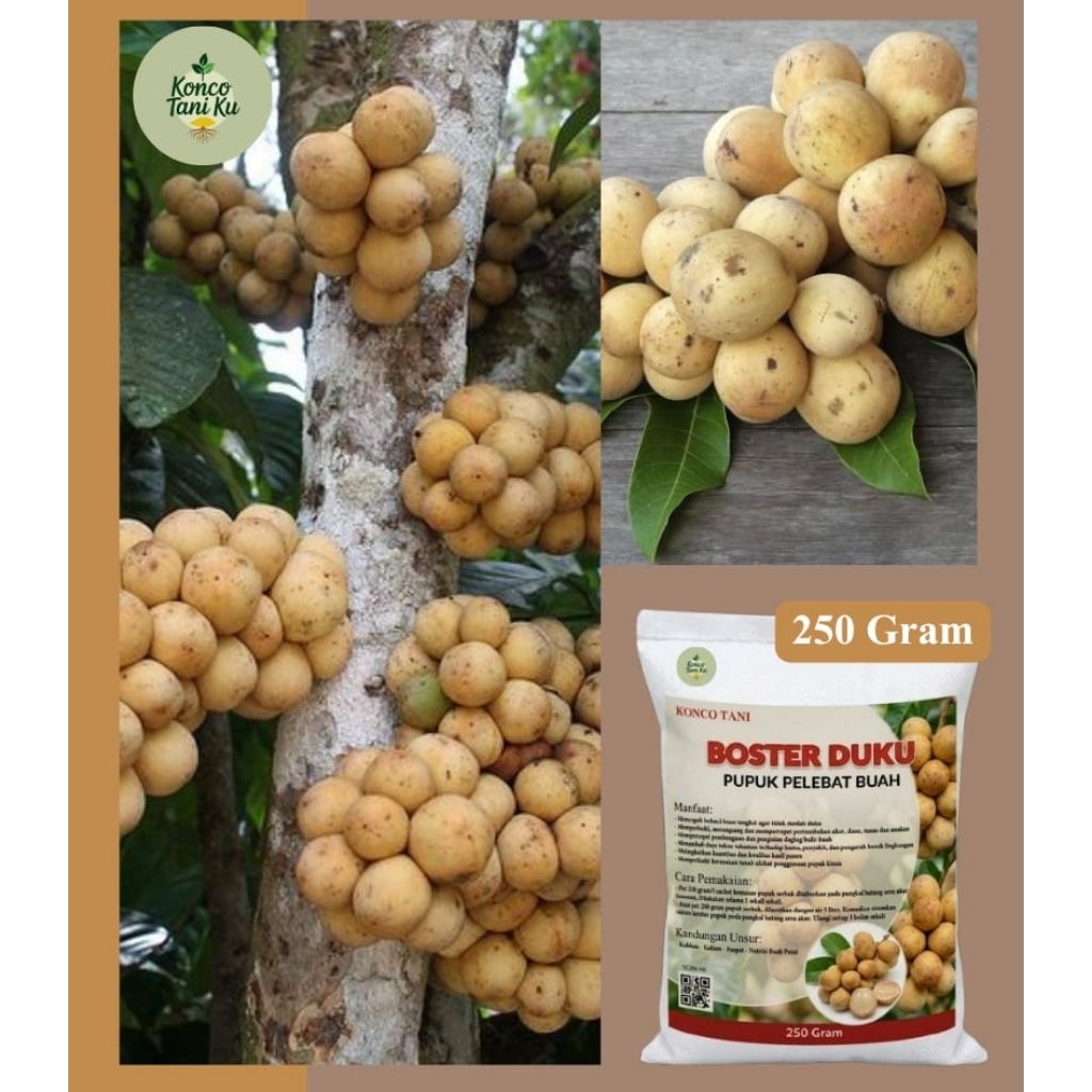 pupuk booster buah duku 250 gram pelebat buah duku