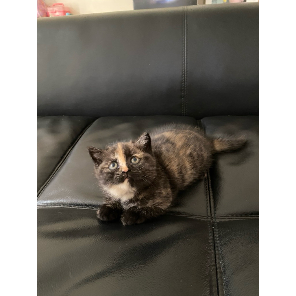 kucing BSH shorthair mix scottish