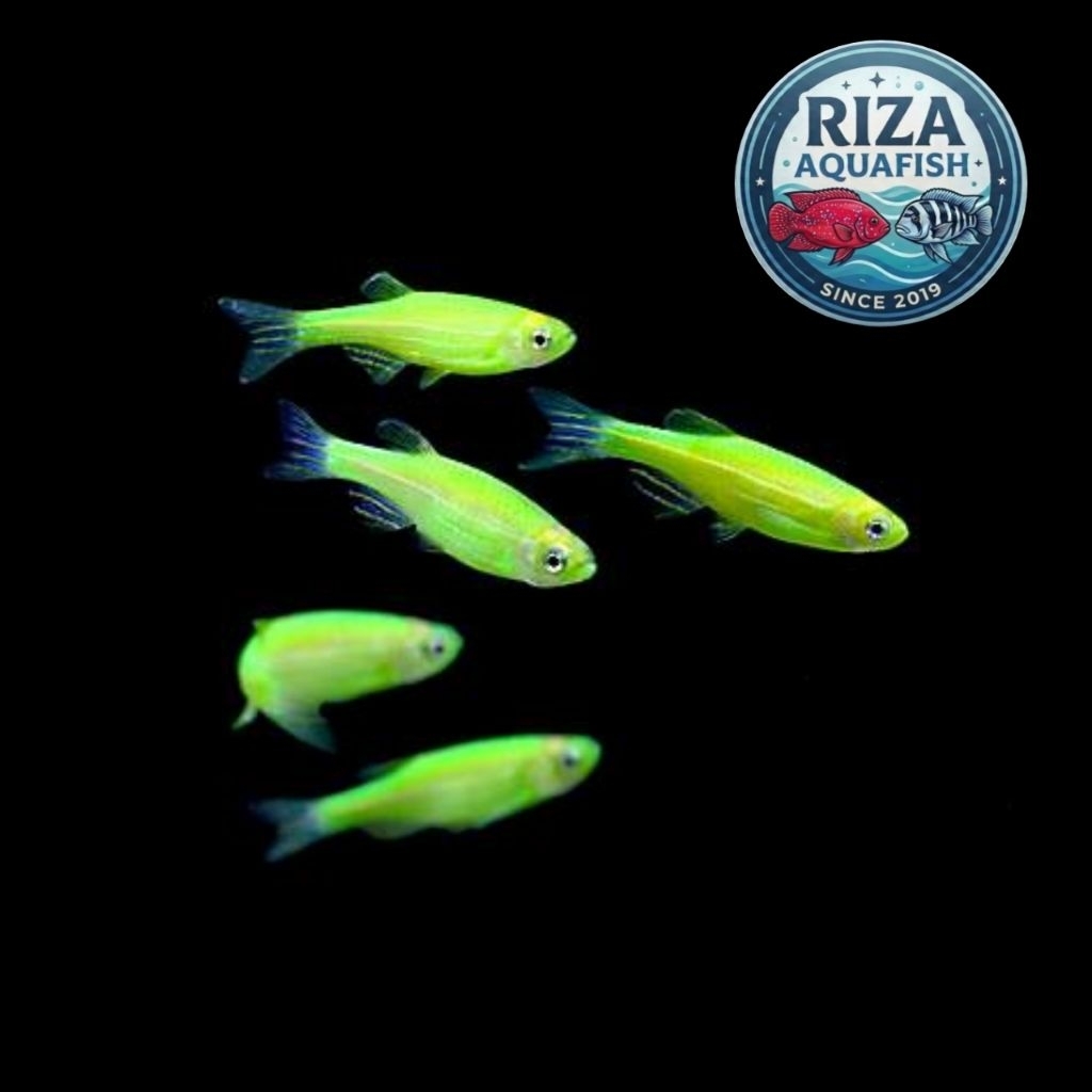 Hiasan aquarium cantik zebra danio green