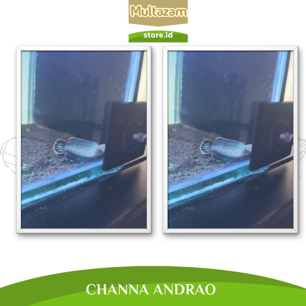 Channa Andrao biru 5-6cm, full pelet, Channa aktif