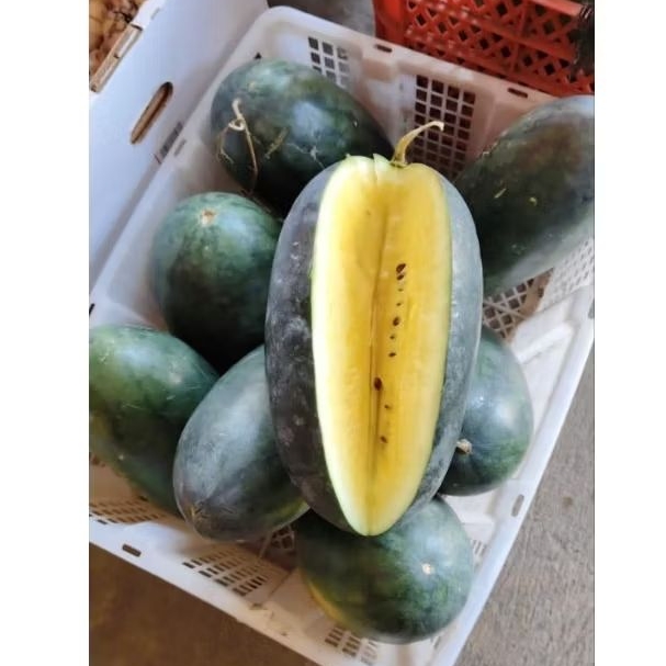 buah semangka kuning