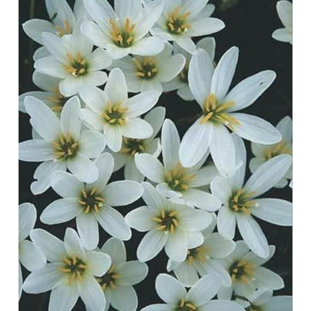 Rain Lily Putih