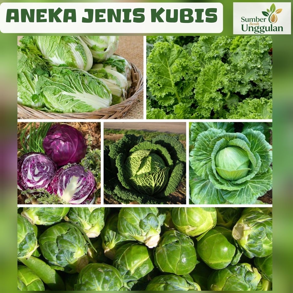 BIJI BENIH KUBIS HIJAU | KUBIS UNGU | KUBIS SAVOY | KUBIS DAUN
