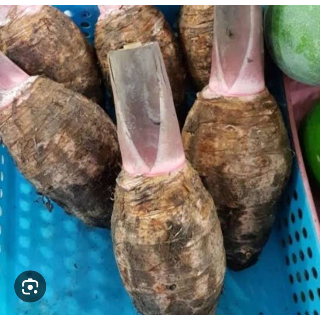 Ubi keladi/ubi Talas fresh 1 kg