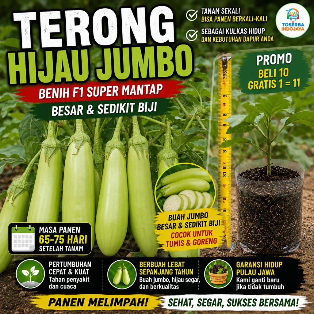 bibit terong hijau jumbo F1 tinggi 10-30 cm promo beli 10 gratis 1 siap tanam