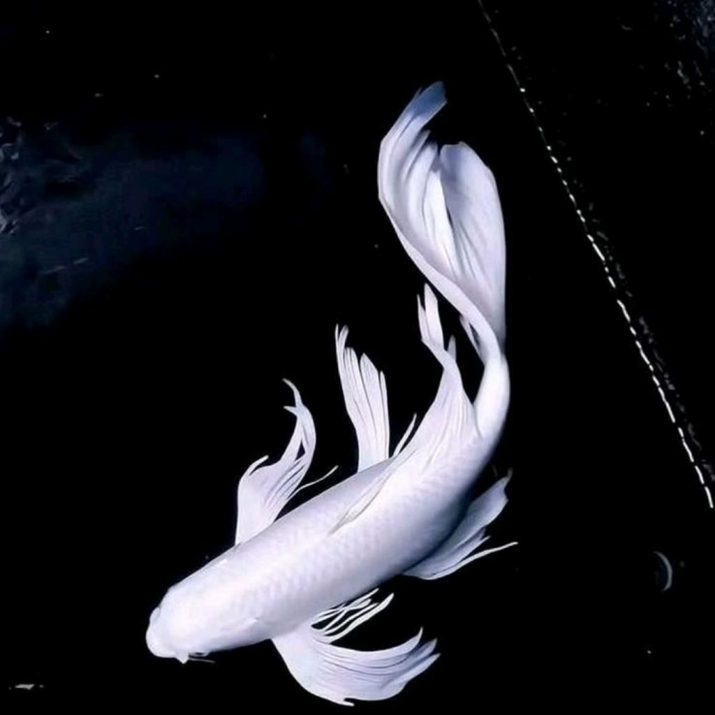 Koi Platinum Slayer Premium 20–25cm | Koi Silver Metalik Elegan