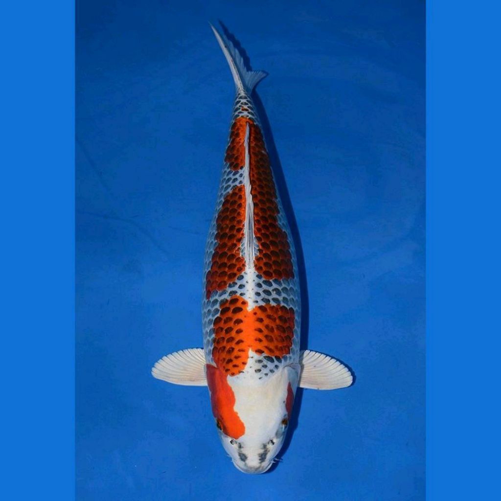 Koi Kujaku Premium 20–25cm | Koi Metalik Corak Elegan