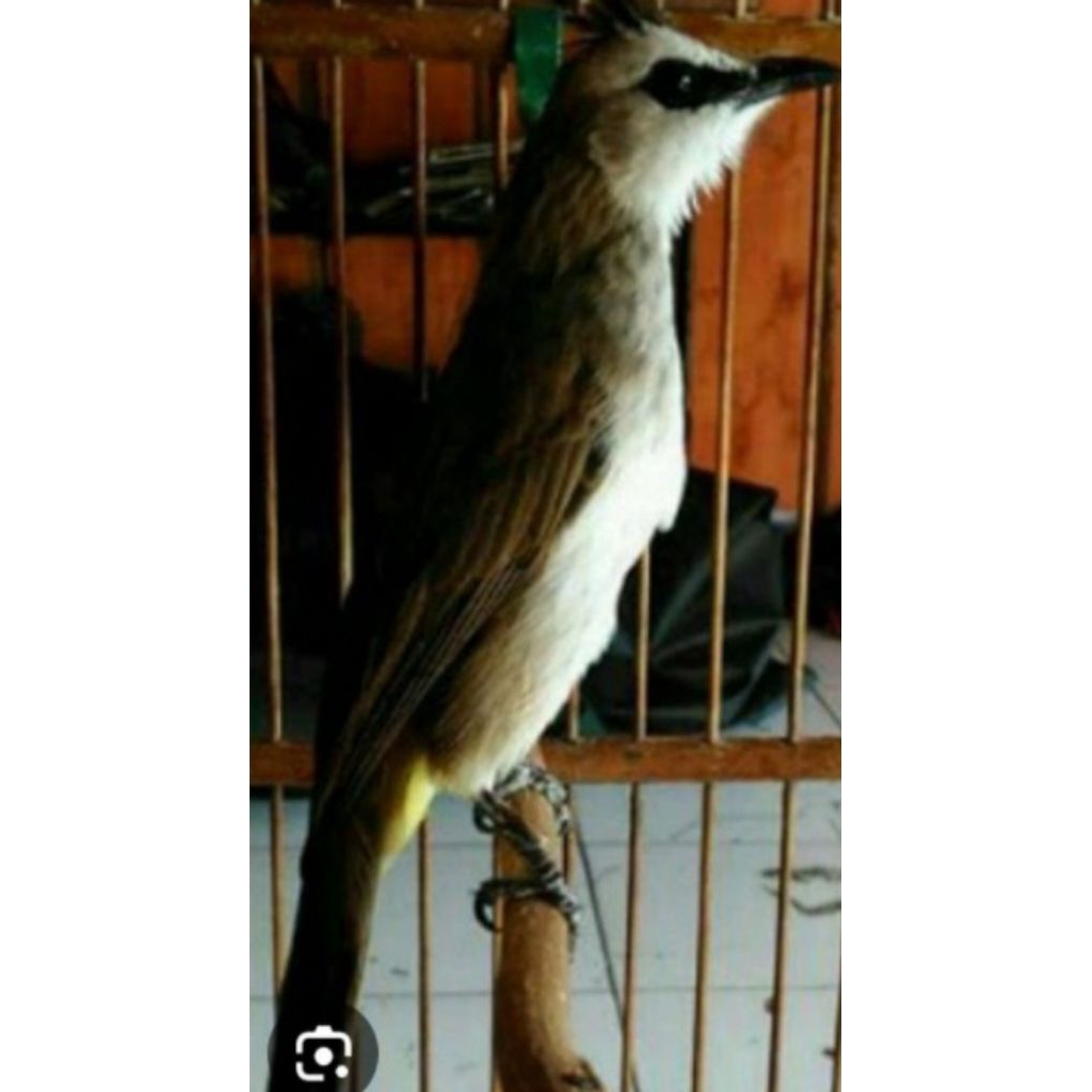 trucuk an BODY KEBO jantan gacor
