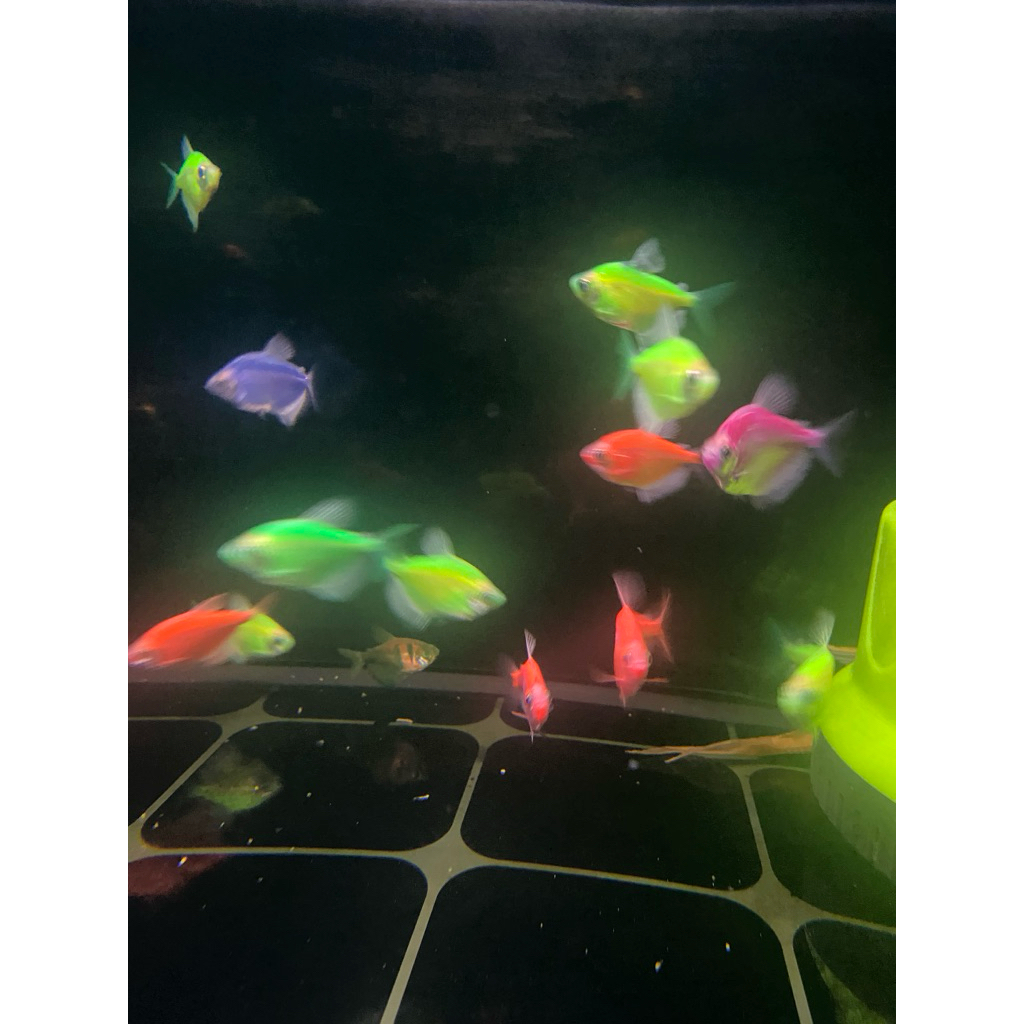 cairan pewangi glowfish