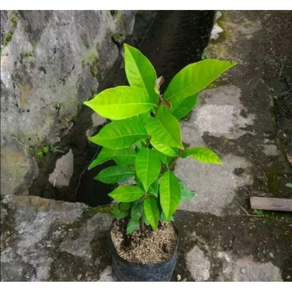 Bibit pohon daun salam - pohon salam - bibit daun salam