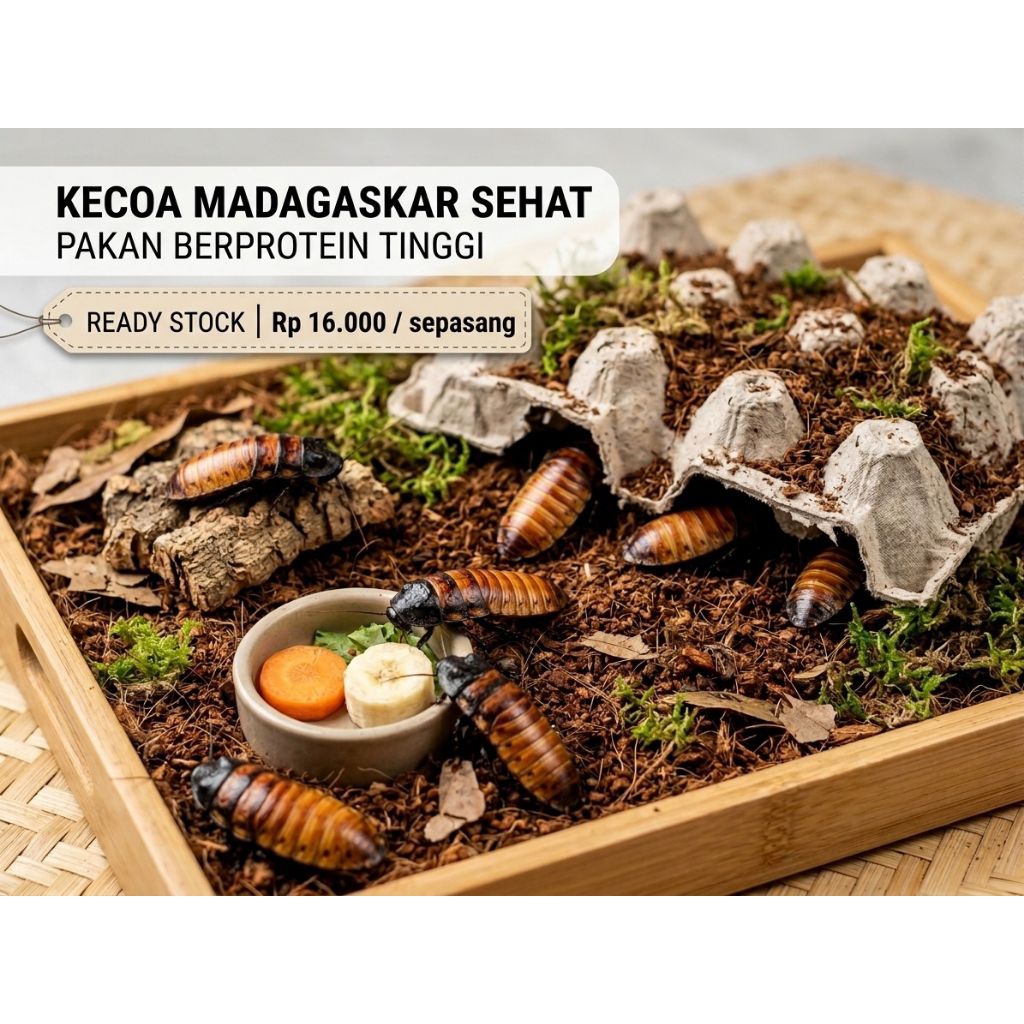 PAKAN REPTIL Kecoa Madagaskar Indukan Sepasang