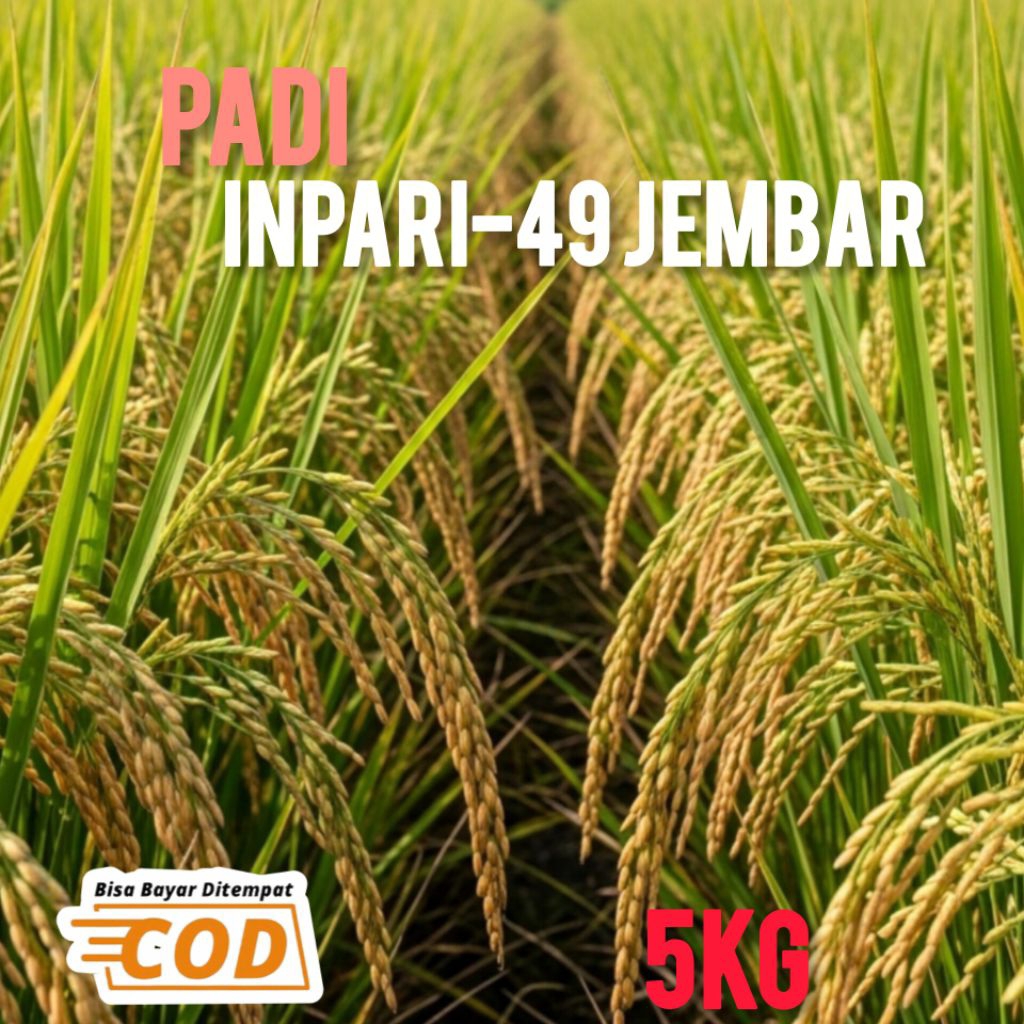 Bibit Padi Inpari-49 jembar Super Berkualitas Unggul Kemasan 5kg