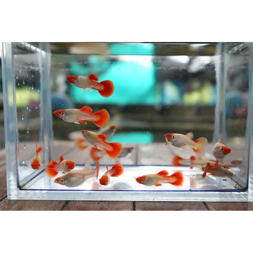 Hiasan Aquascape guppy bonde unik | BLONDE