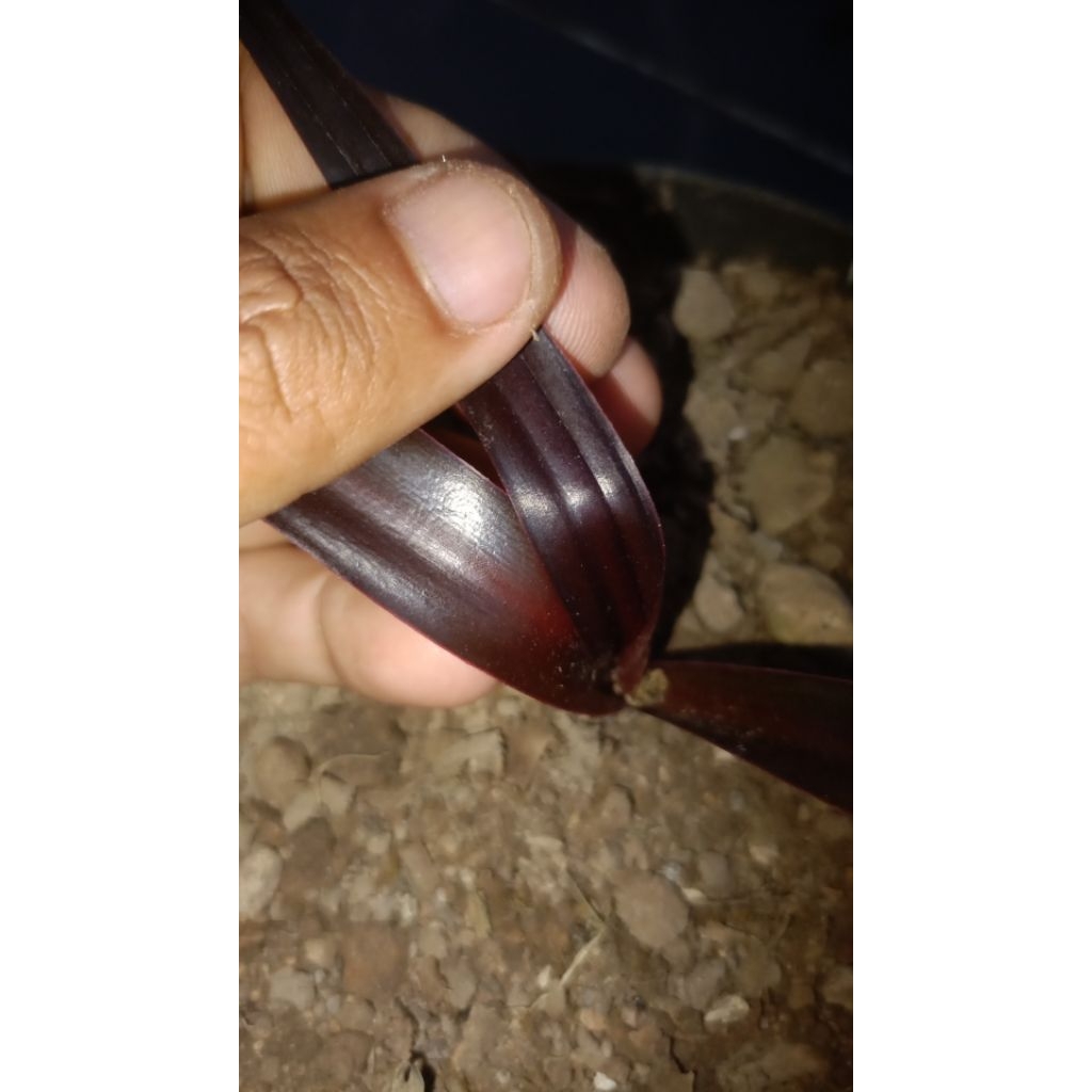 tanaman Dlingo Wulung ( jeringau Wulung merah)