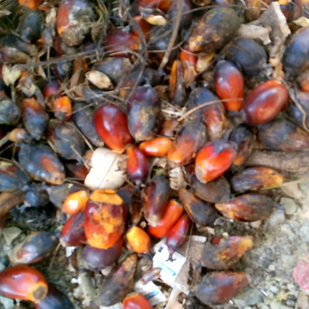 biji kelapa sawit